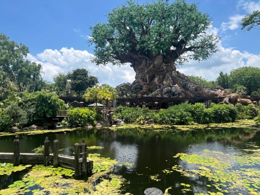 The Tree of Life as seen from the path from Africa to Asia, one of my favorite spots in Animal Kingdom. Photo by Chris Barry.